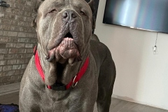Blue Cane Corso son of Damiano