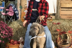 San Rocco's Formentino Cane Corso