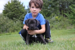 boy with cane corso puppy - san rocco cane corso