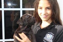 cane corso puppy female