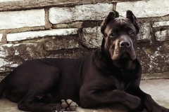 black-cane-corso-champion-e1460145423648