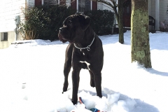 black-cane-corso-male-