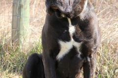 Majesty our Black Cane Corso