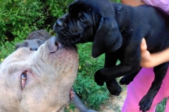 blue-brindle-cane-corso