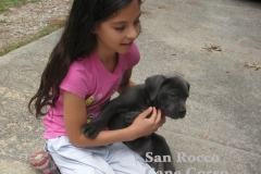 blue-cane-corso-puppy