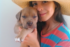 blue-formentino-puppy