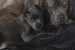 blue_canecorso