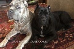 Blue Brindle Cane Corso