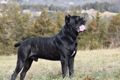 Our Cane Corso In our Yard