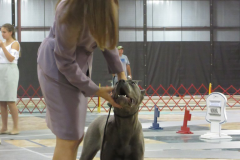 cane-corso-champion