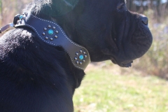 Daria our Cane Corso