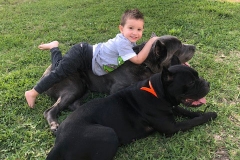 canecorsos