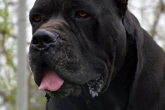 dad of Noto our Italian Cane Corso Import