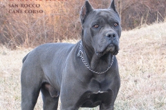 enrico-cane-corso-dog