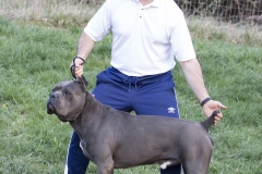 greycanecorso