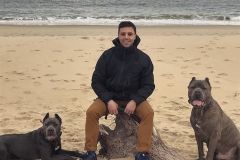 Two Cane Corsos from San Rocco at home in Delaware