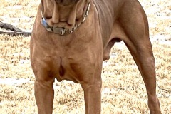 fawn cane corso
