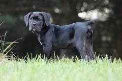 cane corso import puppy