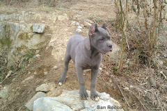 san-rocco-cane-corso