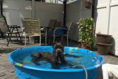 san-rocco-canec-corso