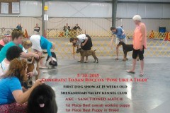 san-rocco-champion-puppy-e1433041906358