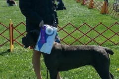 San Rocco's Revenge is Mine