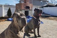 san_rocco_Cane_corso