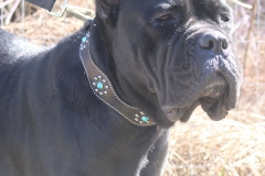 Daria our Cane Corso