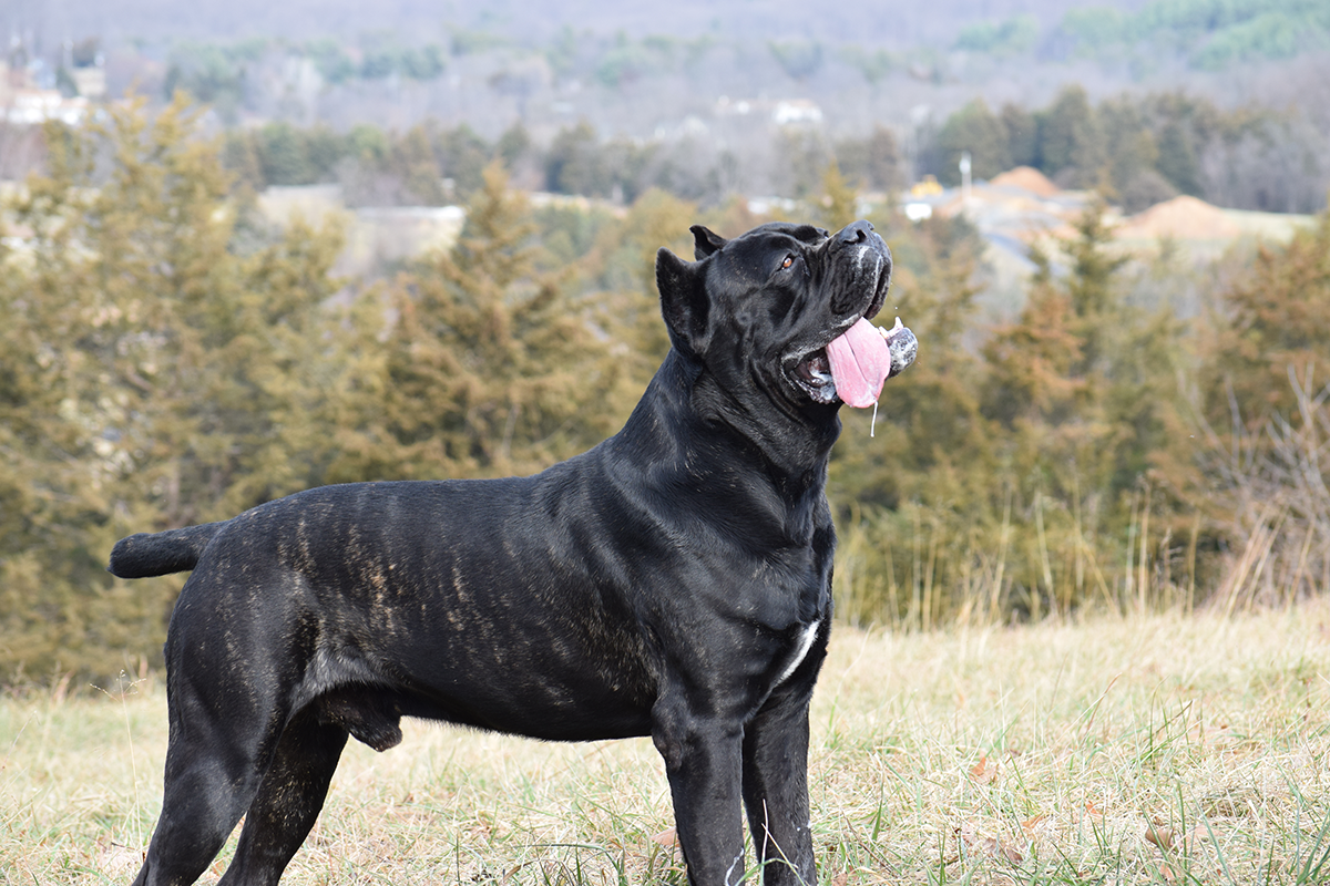 cane corso breeder