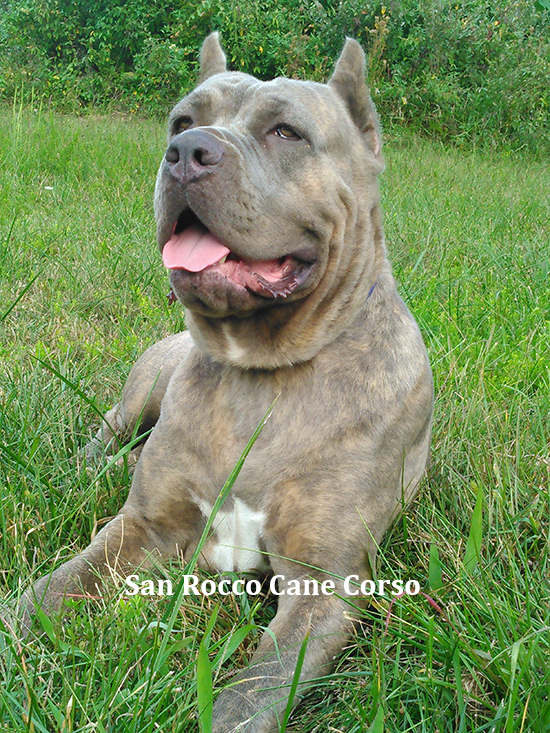 Our Cane Corsos San Rocco Cane Corso Puppies For Sale