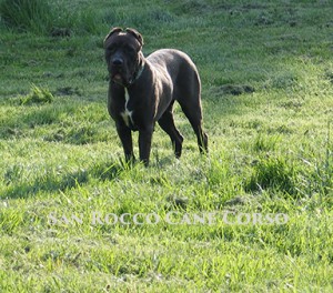champion cane corso