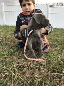 puppies for sale