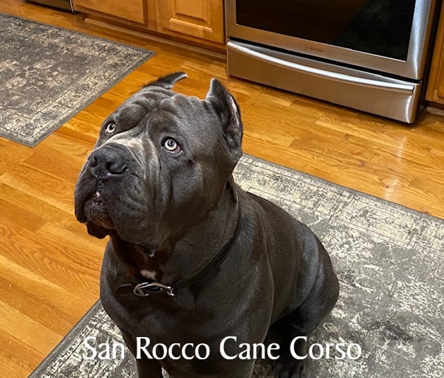 Best Dog Food For Your Cane Corso San Rocco Cane Corso