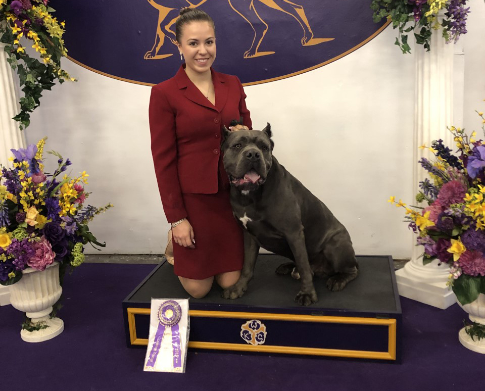 cane corso champion