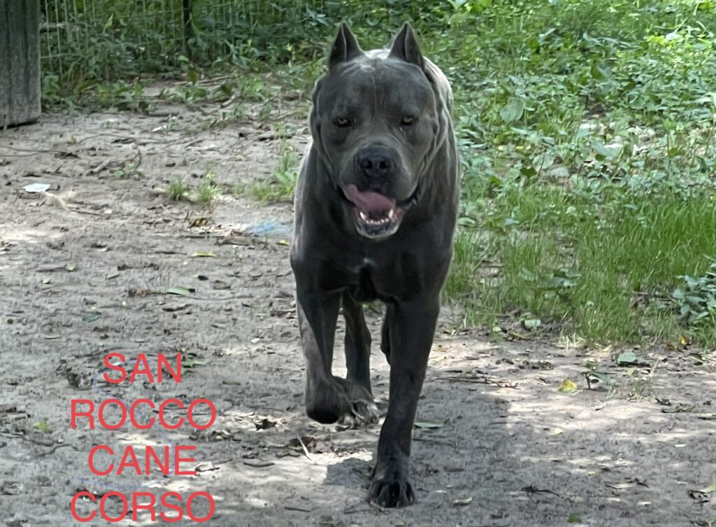 cane corso protection dogs