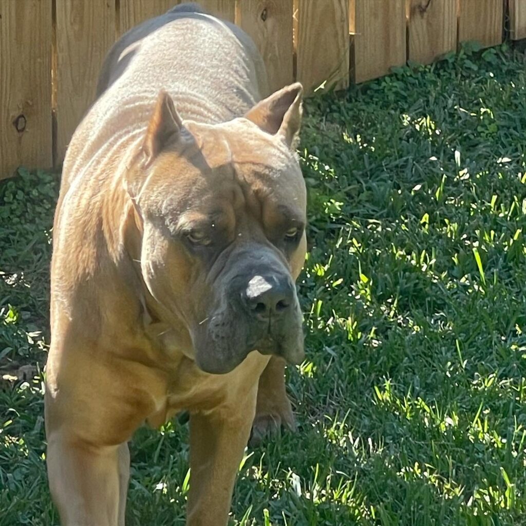 formentino cane corso 