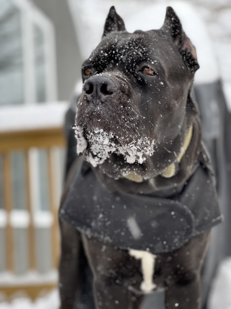 cANE CORSO champion breeder