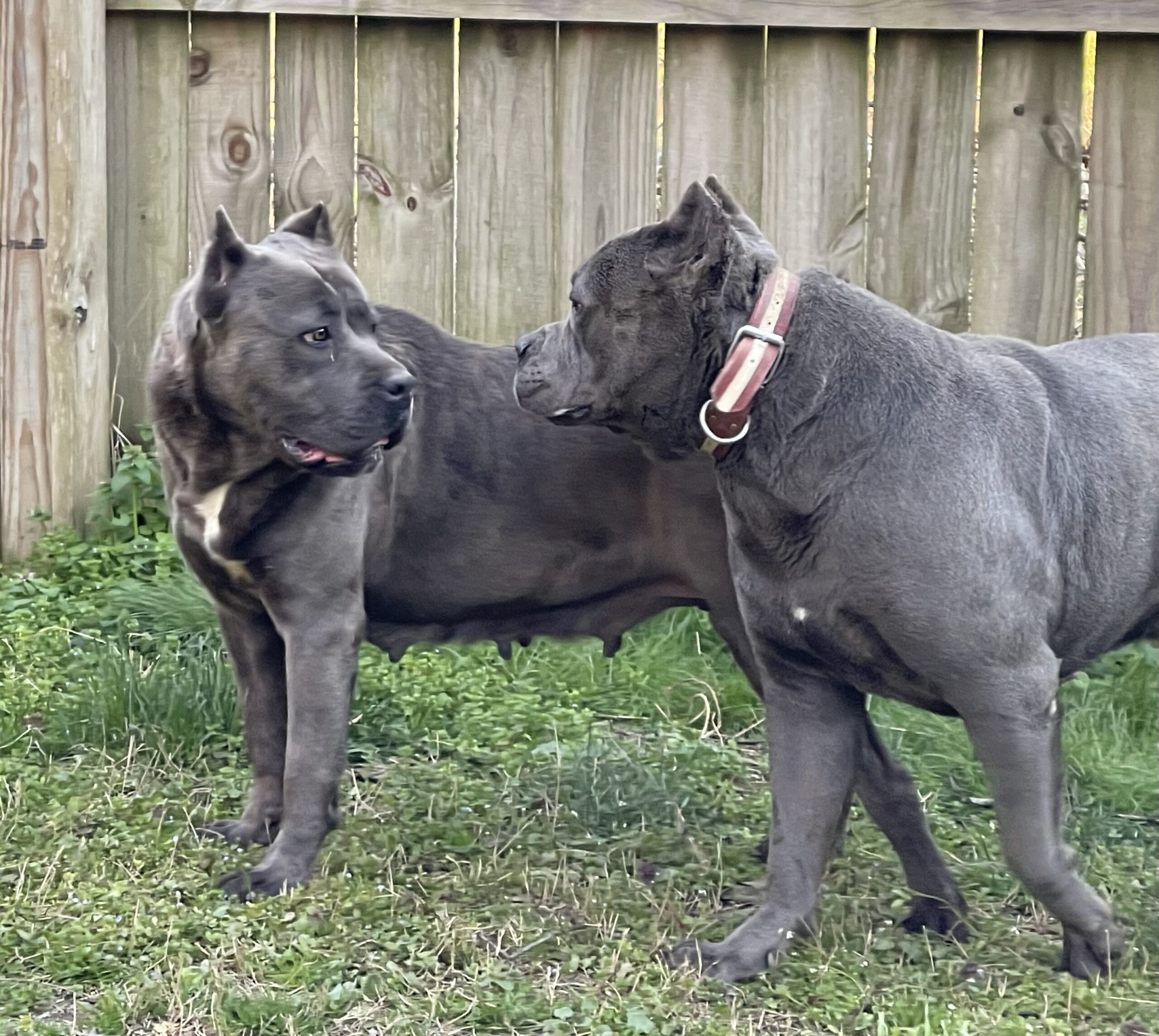 Puppies - San Rocco Cane Corso